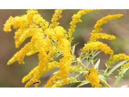 老人遭鲁某推倒后多次冲向厨房 31分钟完整版视频曝光