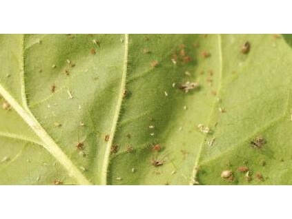 湖南桂阳“以虫治虫”：21亿头蚜茧蜂“卫士”入农田