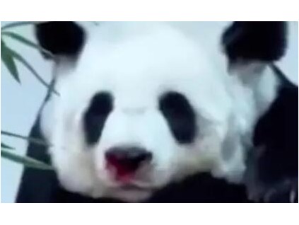 旅泰大熊猫林惠死亡 身体突发状况流鼻血脖子上也有伤