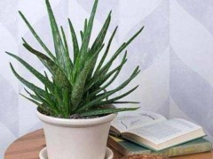 (十大容易养活的室内植物)十大容易养活的室内植物 仙人球 绿萝位列前两名