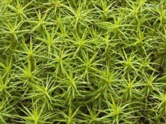 (常见的10种苔藓植物)常见的10种苔藓植物 葫芦藓居首 黑藓排第二