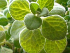 (家中阳台适合养什么花)家中阳台适合养什么花 阳台最旺宅的六种植物