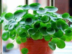 (适合办公室摆放的植物排行榜前十名)适合办公室摆放的植物排行榜前十名 文竹 富贵竹全上榜