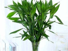 (适合室内养的植物有哪些)适合室内养的植物有哪些 适合懒人养的室内大型植物