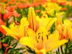(牡丹花十大名贵品种)牡丹花十大名贵品种 姚黄第一魏紫第二