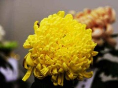 (盘点我国十大名菊品种)盘点我国十大名菊品种 帅旗夺魁 绿牡丹亚军
