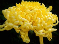 (镇宅最吉利的三种花)镇宅最吉利的三种花 桃花 君子兰位列前两名