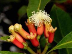 (十大寓意不幸的花)十大寓意不幸的花 昙花 水仙花双双入榜