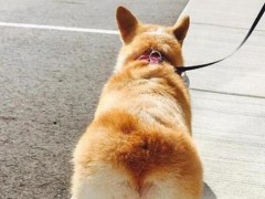 (柯基犬价格大概多少钱一只)纯种柯基至少1000元以上
