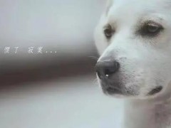(巴甫洛夫的狗是什么意思)形容某人反应不经过大脑