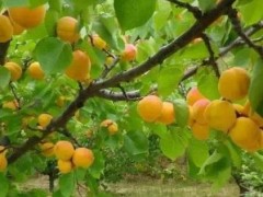 (梅子黄时是什么季节是几月份)初夏季节每年的五六月份