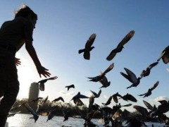 (燕子在家里搭窝预示着什么意思)发财走运千万不要赶走