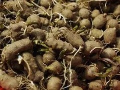 (山药发芽了以后还能吃吗)去掉发芽的部分依然可以吃