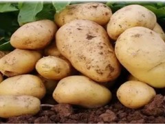 (盘点全球蔬菜排行榜前十名)全球十大蔬菜排行榜 土豆居榜首