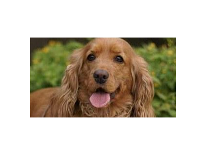 美国警察出警遭宠物犬狂吠连开四枪 狗狗受重伤接受安乐死